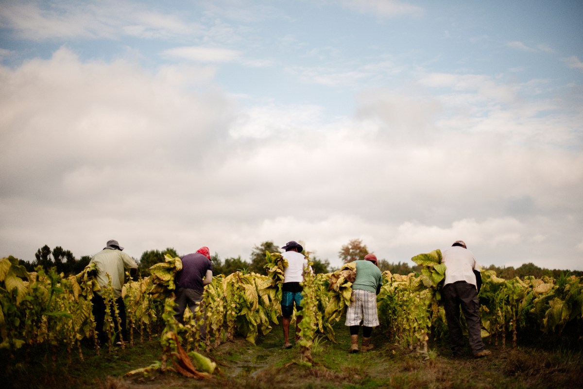FLOC represents migrant farm workers in the American Midwest and in North Carolina, where many of its members harvest tobacco. CLICK FOR MORE IMAGES
