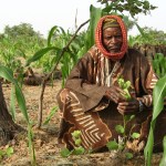 Farmer-managed natural regeneration in Niger