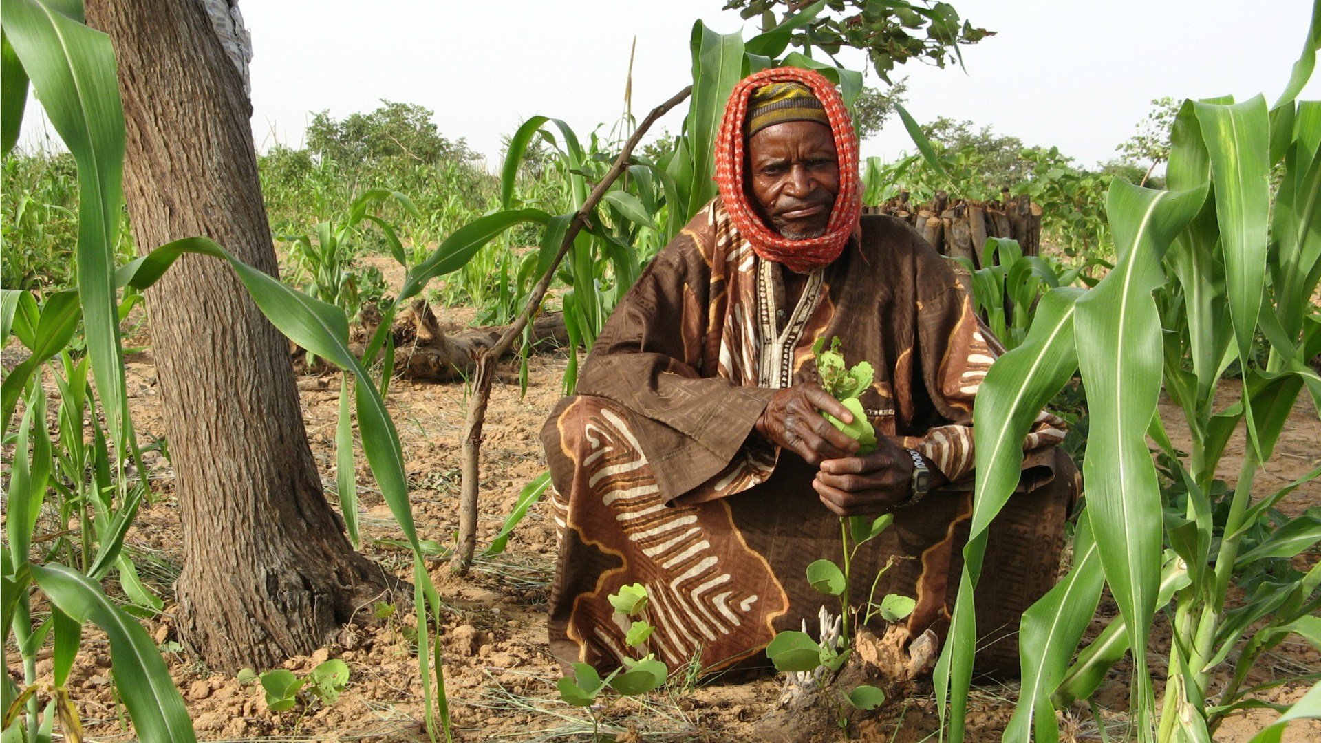 Farmer-managed natural regeneration in Niger