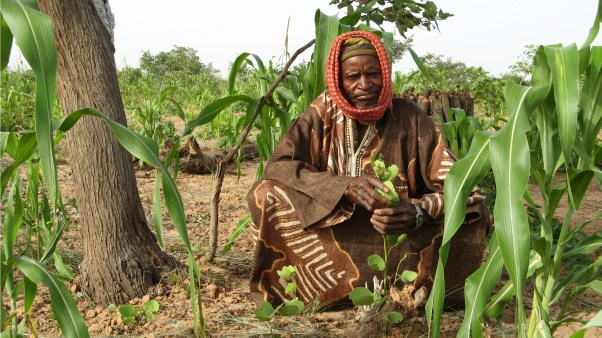 Farmer-managed natural regeneration in Niger