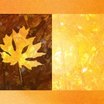 Contrasting light and dark images of fall leaves.