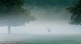 A foggy image of a deer and trees.