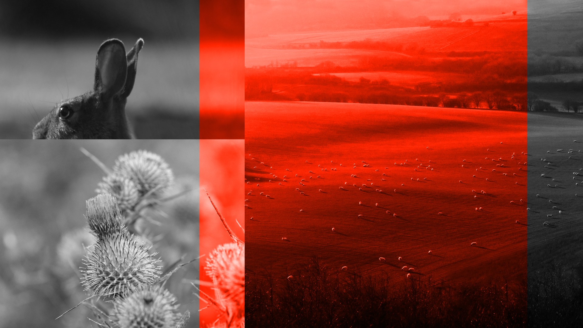 A rabbit, thistle, and Watership Down