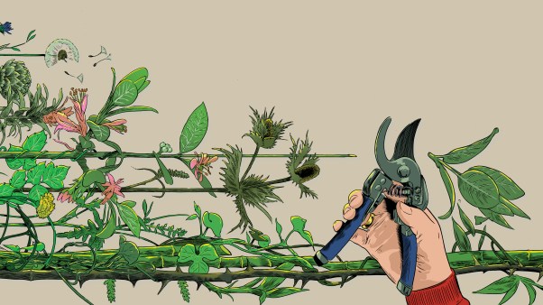 A gardener's hand carefully prunes the encroaching plants that are overtaking the space.