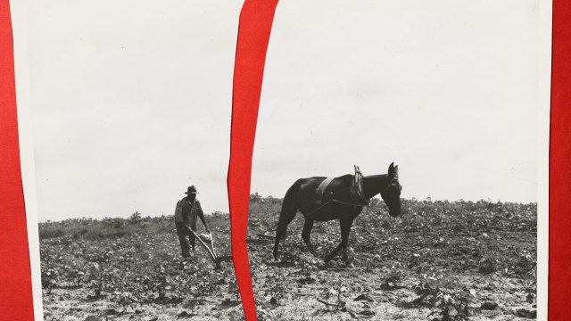 A photo that is ripped in half of a man plowing his field with a mule