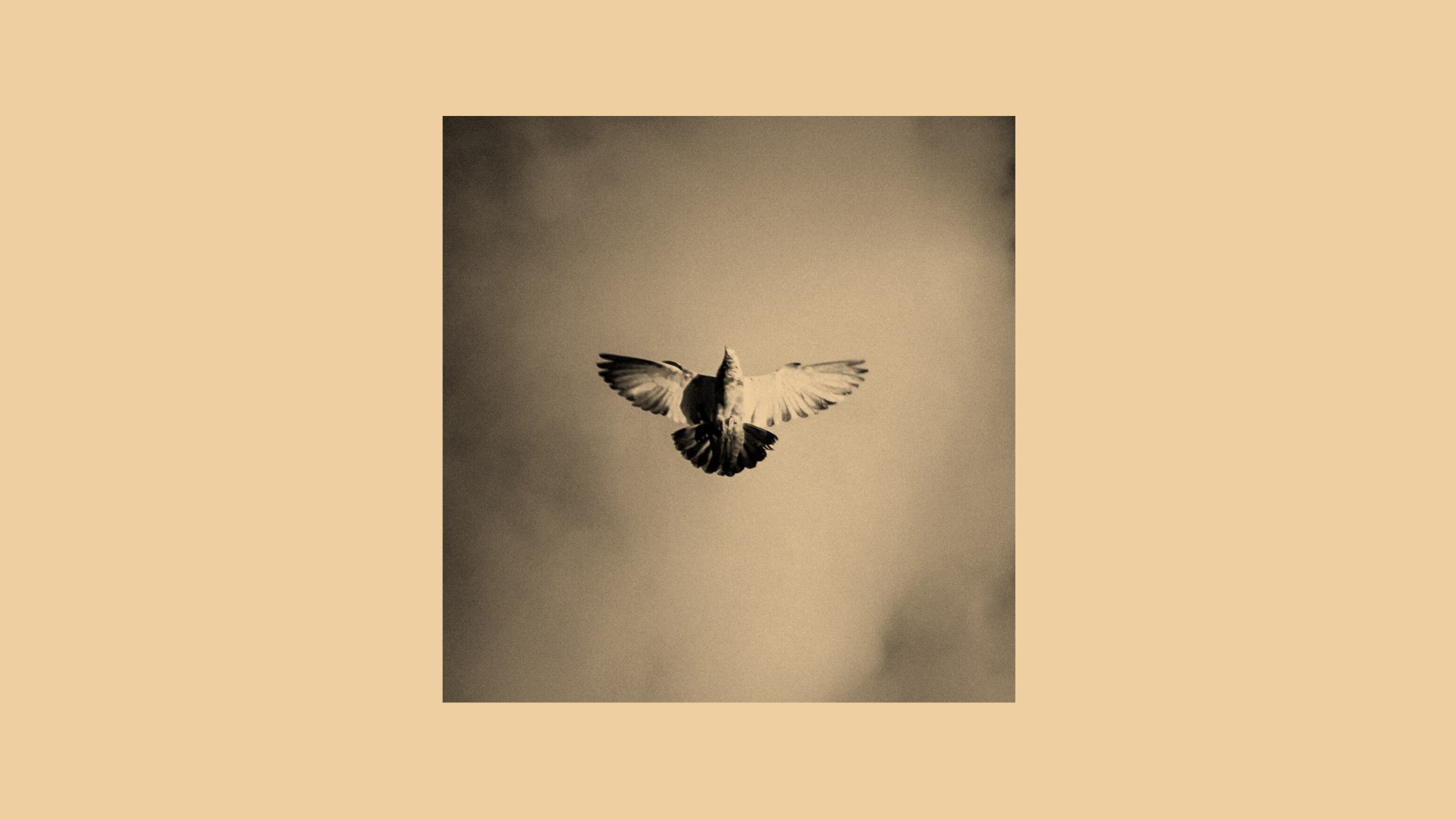 A dove flying in the sky
