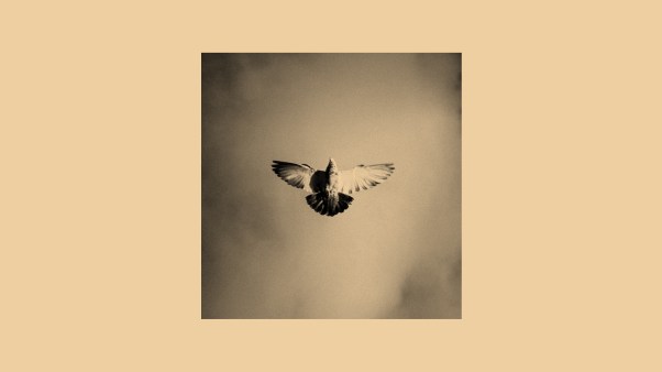 A dove flying in the sky