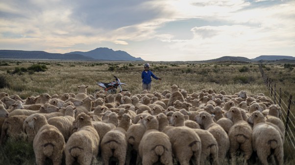 A land owner herding his sheep in South Africa