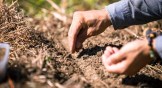 A farmer tilling the soil and planting carrot seeds in an organic field