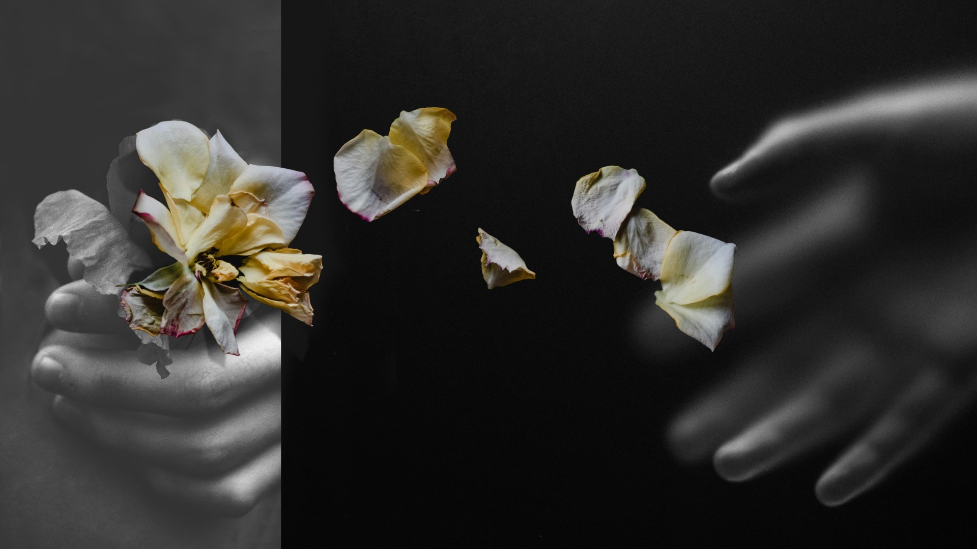 A hand holding a flower that's dying with another hand reaching for the petals