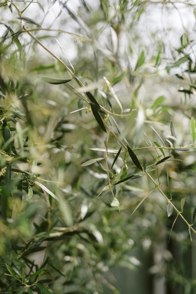Abstract image of olive leaves.