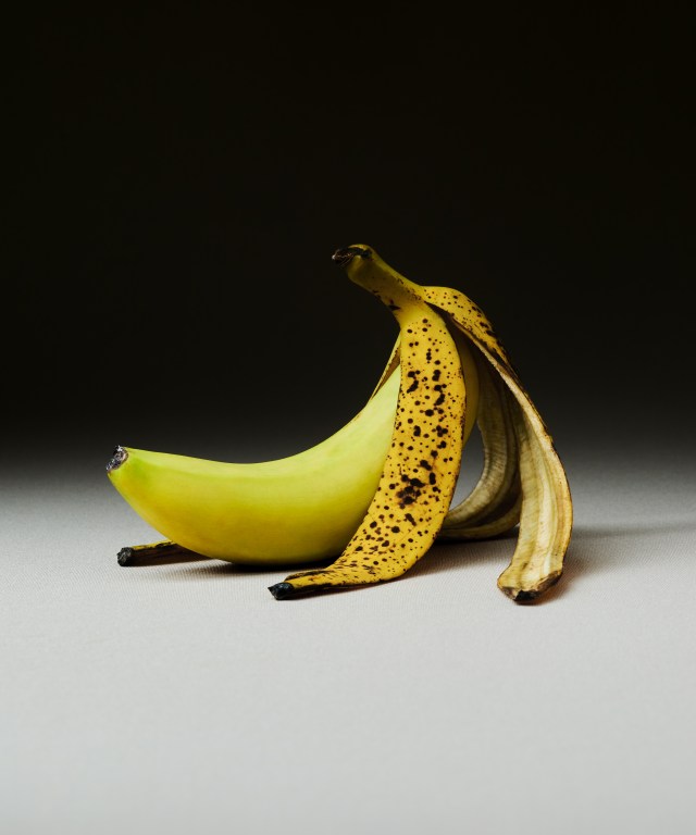A still life sculpture of a fresh banana emerging from a rotten banana peel on a black background.