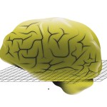 A brain in a graph