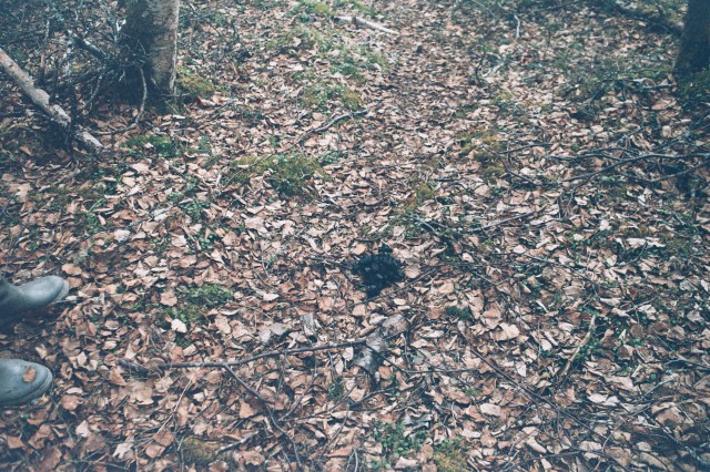 Bear skat on the ground near one of Donna Gail Shaw's trail cameras on the outskirts of Anchorage.