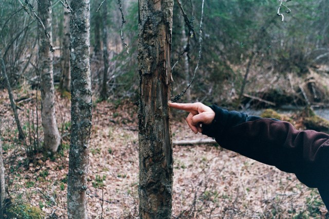 Donna Gail Shaw points to strands of hair left on a bear rub tree on the outskirts of Anchorage.