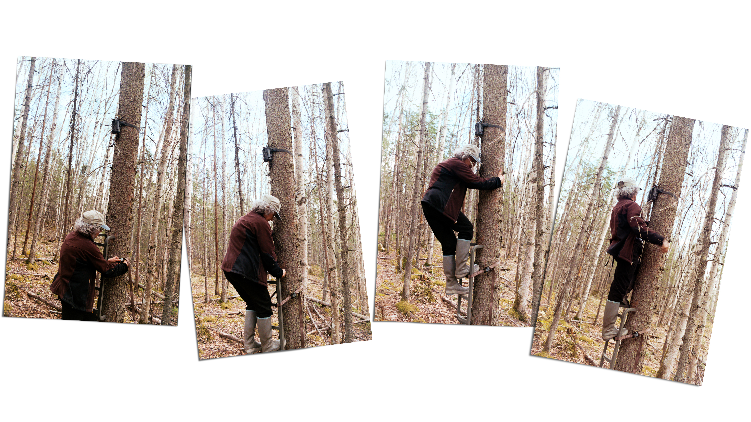 Donna Gail Shaw, a retired science education professor located in Anchorage, Alaska, climbs up a tree to check her game camera.
