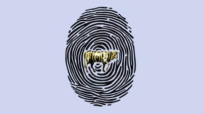A fingerprint with a golden calf in it.
