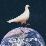 A dove walking on the earth
