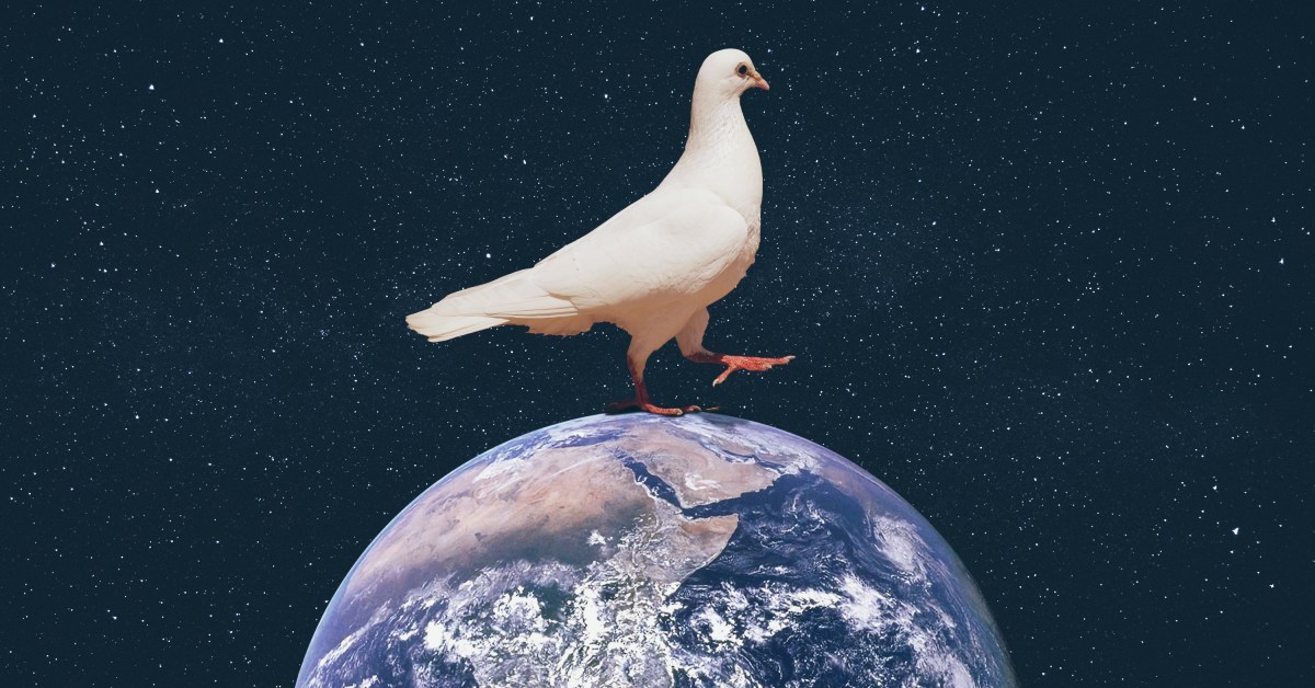 A dove walking on the earth