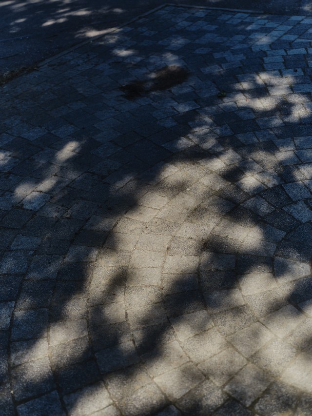 Abstract photo of the shadows of leaves on the ground