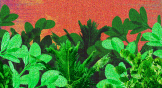 Green plants on a fiery background.