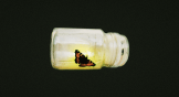 A glowing butterfly trapped in a jar.