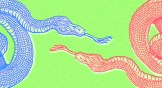Blue and red snakes hissing at each other.