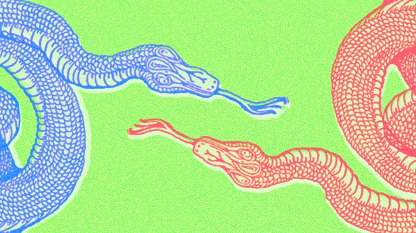 Blue and red snakes hissing at each other.