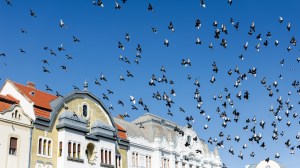 A photo of a sky filled with birds.