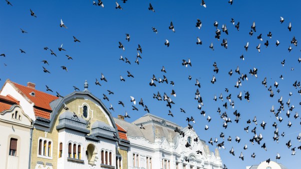 A photo of a sky filled with birds.