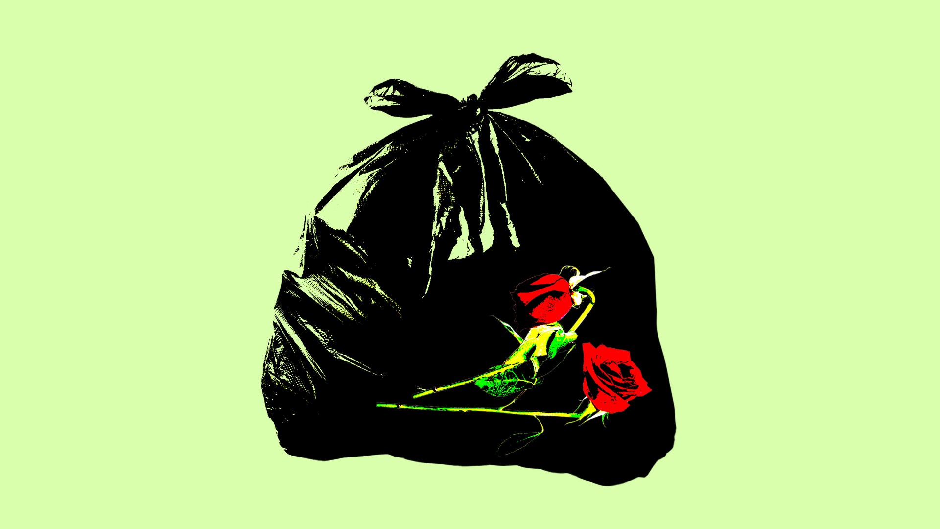Wilted roses in a trash bag.