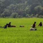 Women working in a paddy field in the Malkangiri tribal district of India.