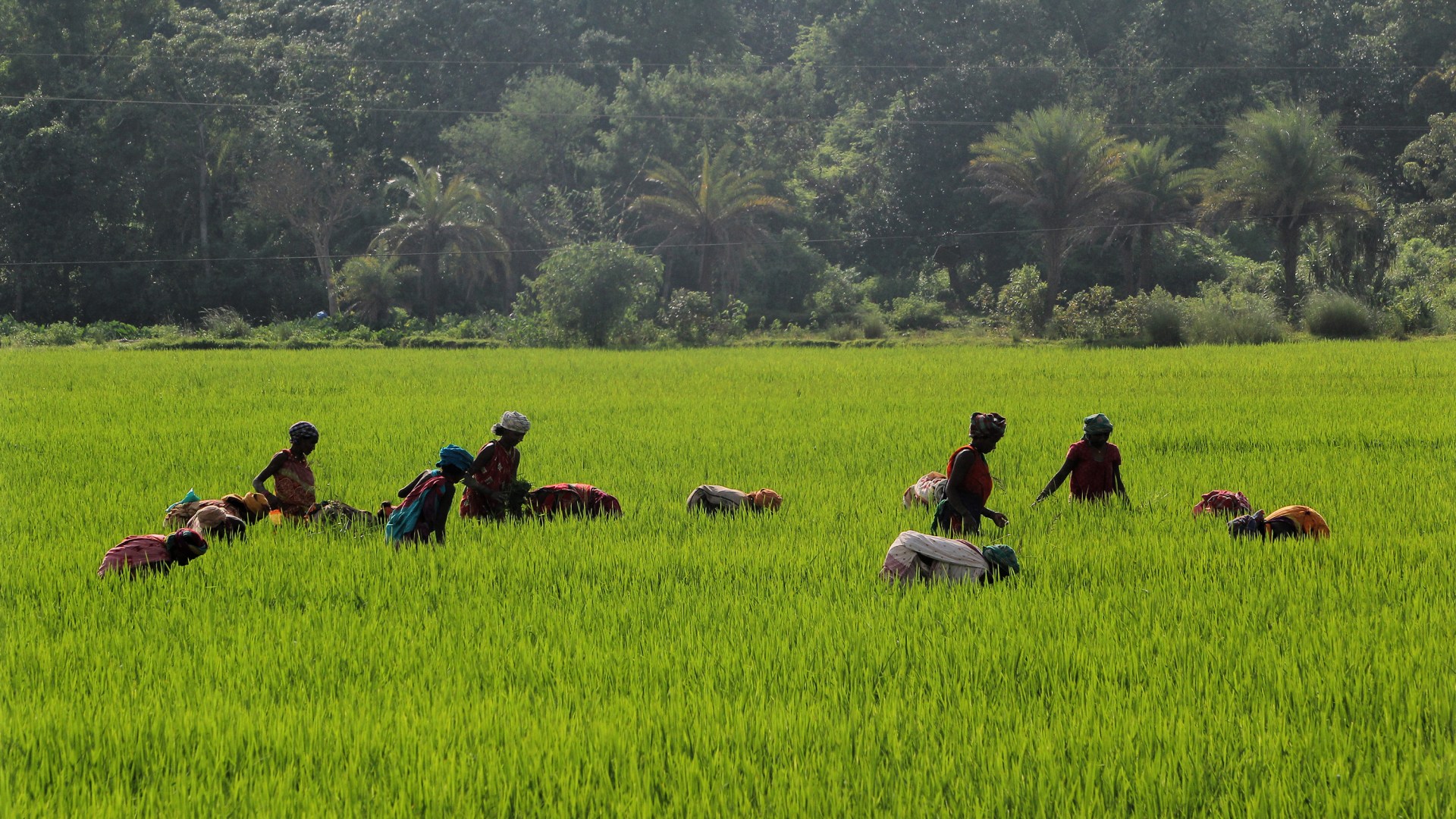 Women working in a paddy field in the Malkangiri tribal district of India.