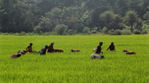 Women working in a paddy field in the Malkangiri tribal district of India.