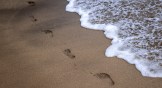 Footprints in the sand.