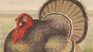 A vintage illustration of a wild turkey.