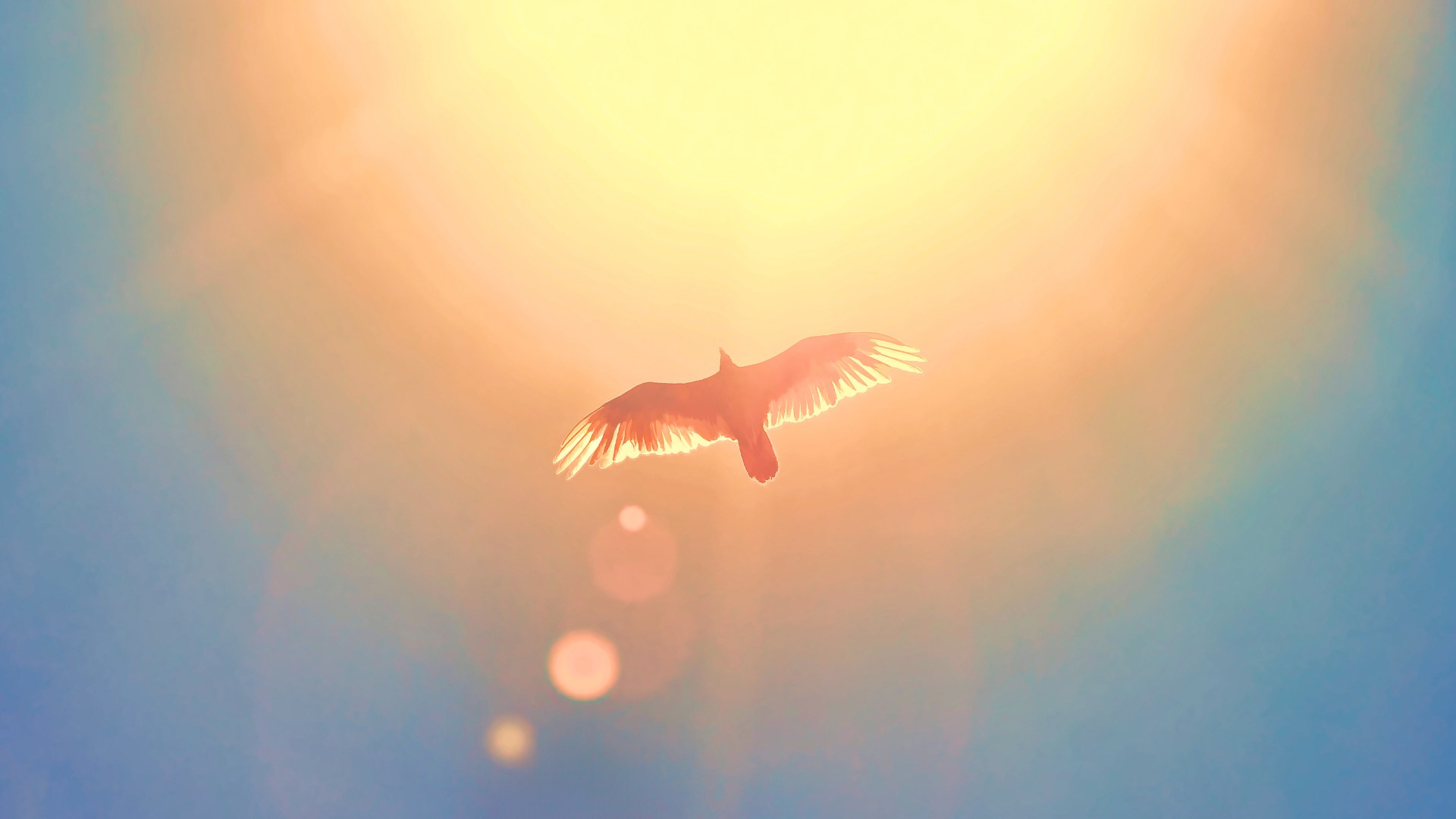 A picture of a dove flying in light.