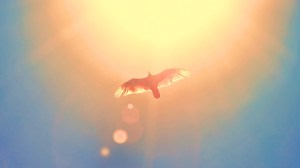 A picture of a dove flying in light.