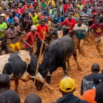 Spectators cheer as two bulls take part in a fight during a traditional bullfighting tournament in Malinya Stadium in Kenya on January 1, 2024.