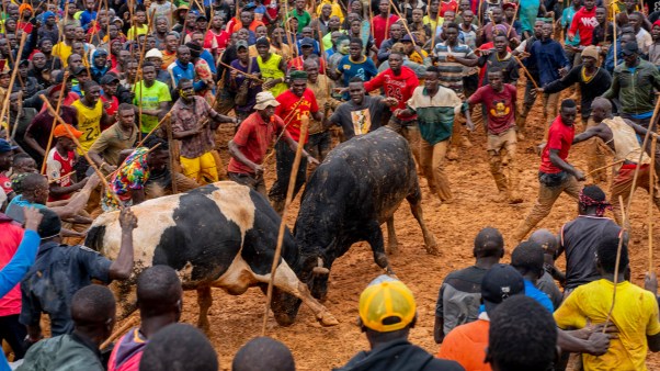 Spectators cheer as two bulls take part in a fight during a traditional bullfighting tournament in Malinya Stadium in Kenya on January 1, 2024.