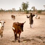A Fulani herder leads his cattle to graze.