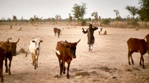 A Fulani herder leads his cattle to graze.