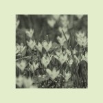 An image of lilies in a field.