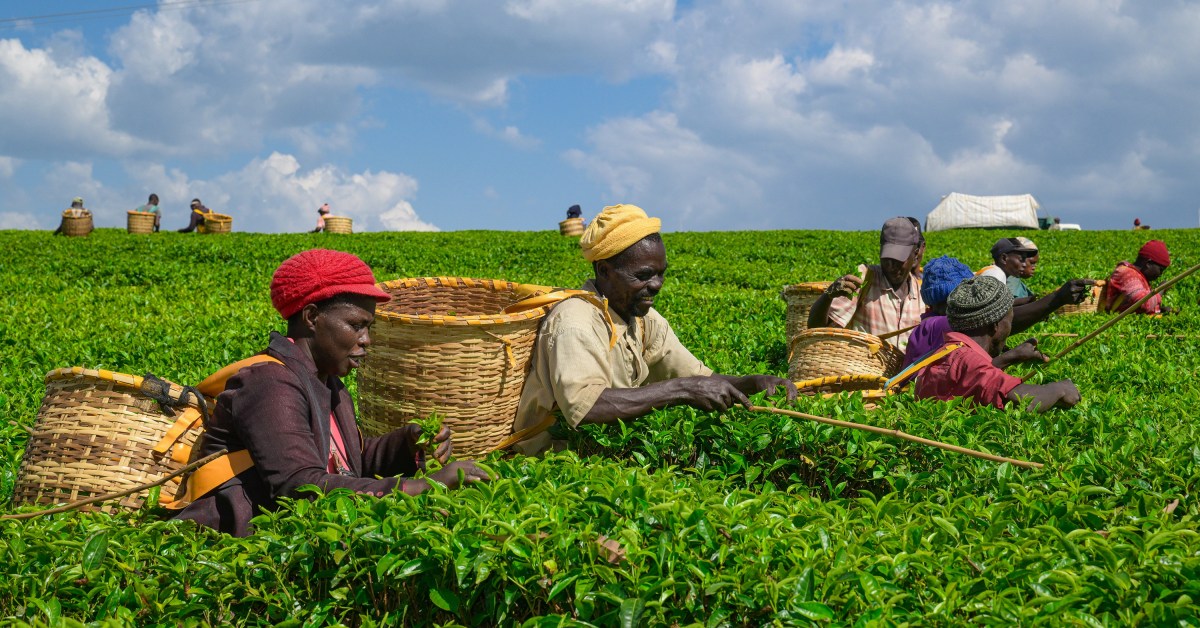 Iran Tensions Threaten Kenya’s Largest Export Industry: Tea