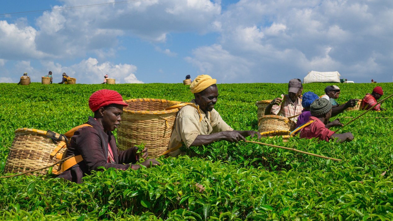 Farmers harvest tea leaves at a tea plantation in Bomet County, Kenya on February 4, 2026.