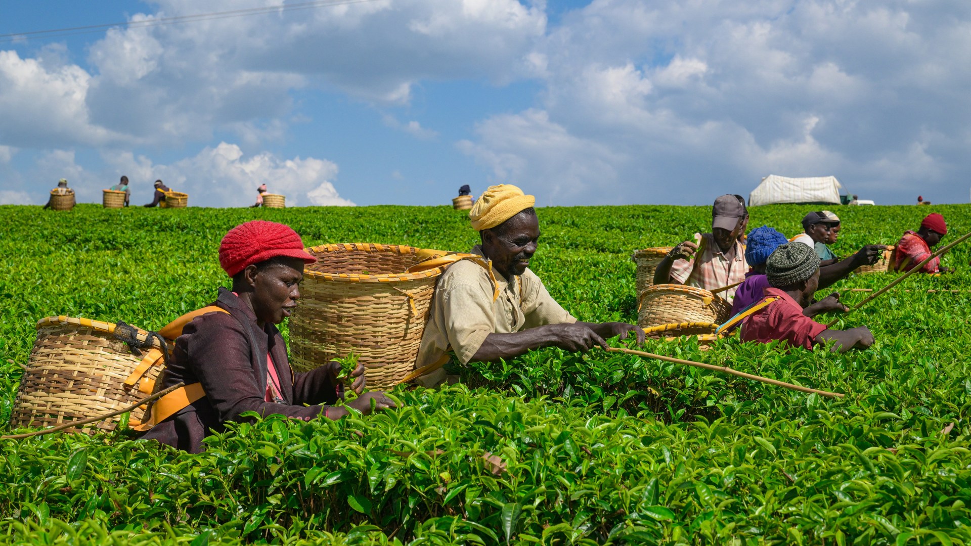 Farmers harvest tea leaves at a tea plantation in Bomet County, Kenya on February 4, 2026.