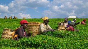 Farmers harvest tea leaves at a tea plantation in Bomet County, Kenya on February 4, 2026.