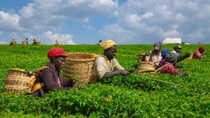 Farmers harvest tea leaves at a tea plantation in Bomet County, Kenya on February 4, 2026.
